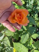 Trandafir Remy Martin, ghiveci 2 l, H 40-60 cm