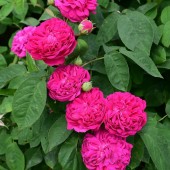 Trandafir Rose de Rescht