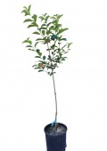 Visin Crisana 2, ghiveci, 4 L, H 130 - 150 cm