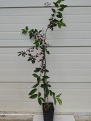 Visin Jubileu de Erd, ghiveci 4,5 L, H 100 - 130 cm 