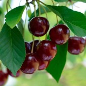 Visin Oblacinskaya, ghiveci 4 L, H 100-120 cm