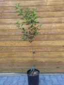 Visin Productiv de Debrecen, ghiveci 4 L, H 110 -130 cm