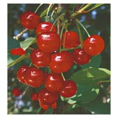 Visin Productiv de Erd